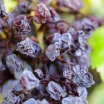 Grappe botrytis - Pourriture noble