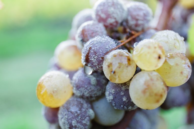 Lire la suite à propos de l’article Le cépage du Sémillon, emblématique pour nos Crémants de Bordeaux Blancs et nos Cadillac Liquoreux !