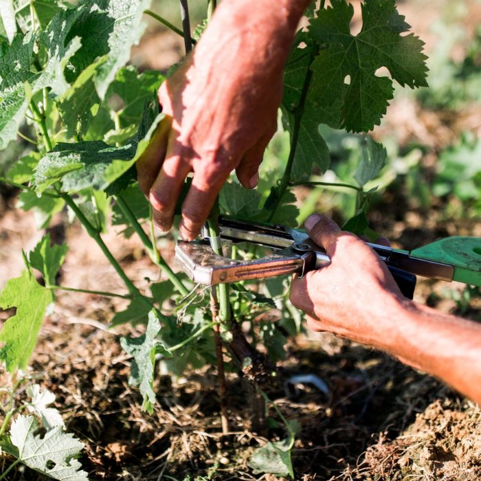Jeune plant - vigne